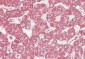 ETFB (aa 231-243) Antibody (C-Term)